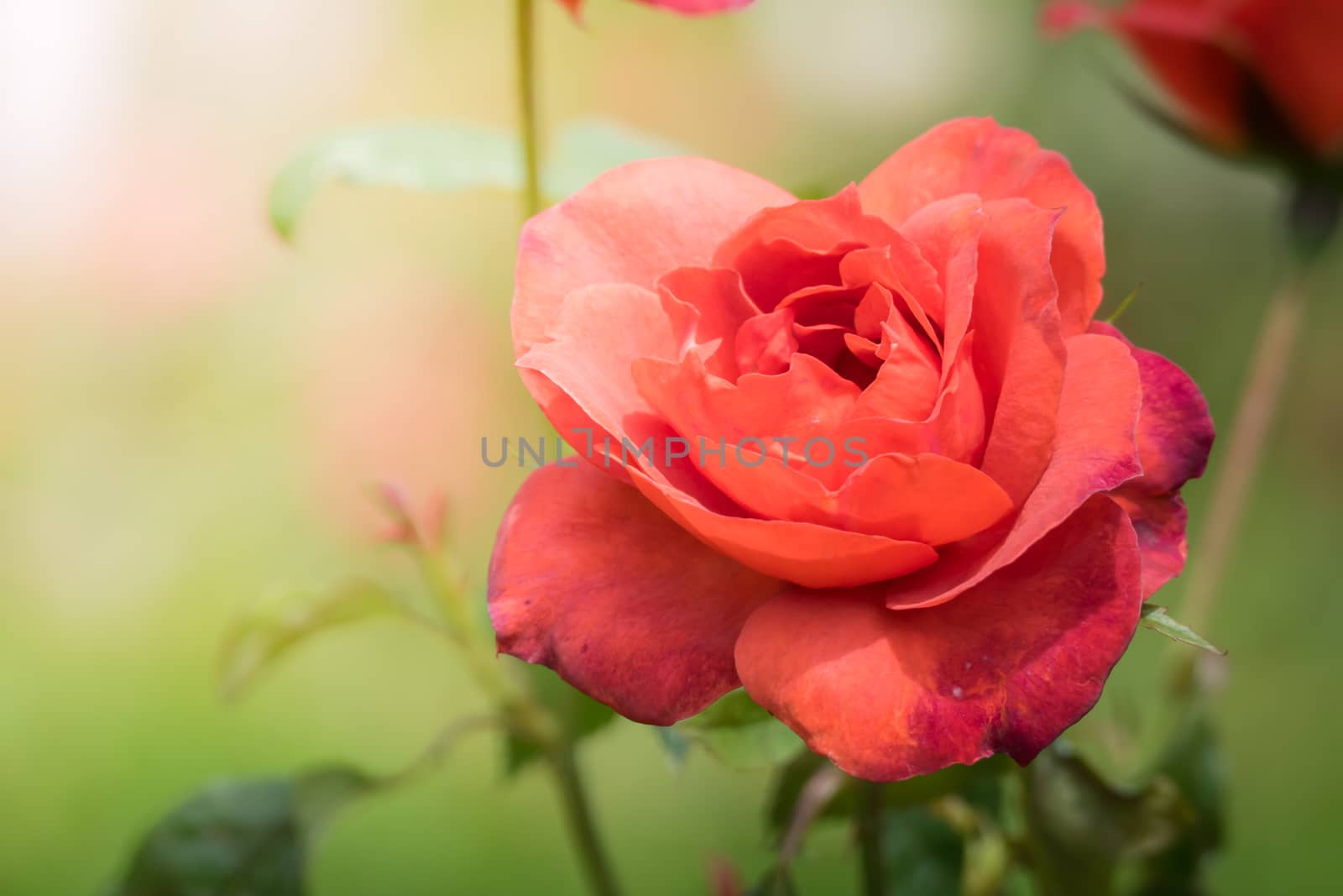 Roses in the garden, Roses are beautiful with a beautiful sunny day.