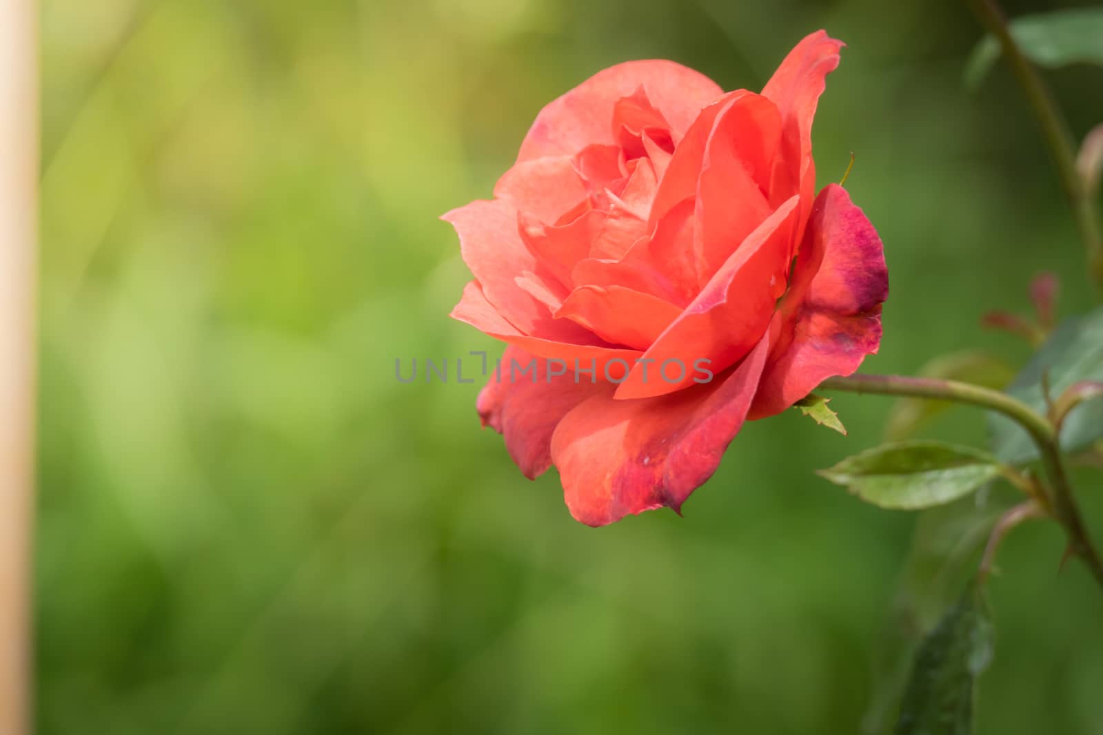 Roses in the garden, Roses are beautiful with a beautiful sunny day.