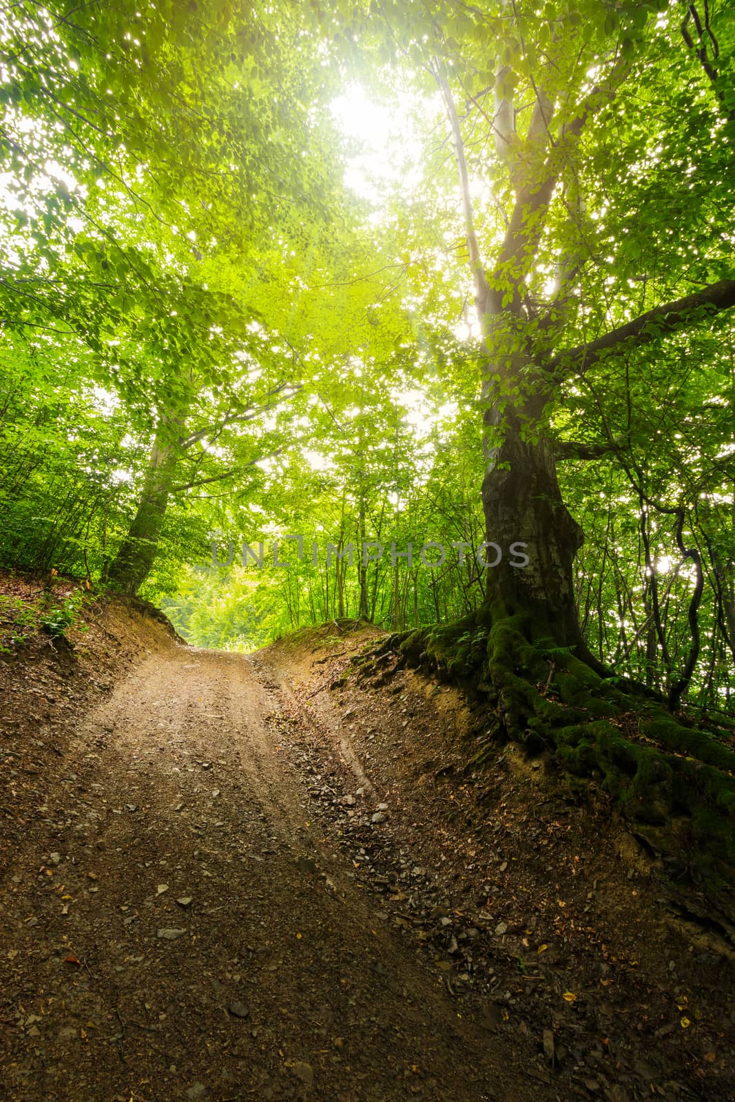 trail through deep green and  ancient forest