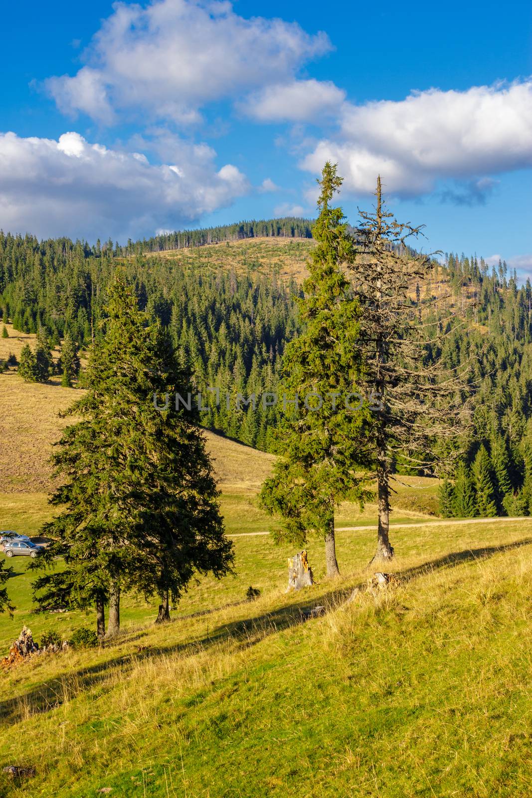 coniferous forest on a mountain slope by Pellinni
