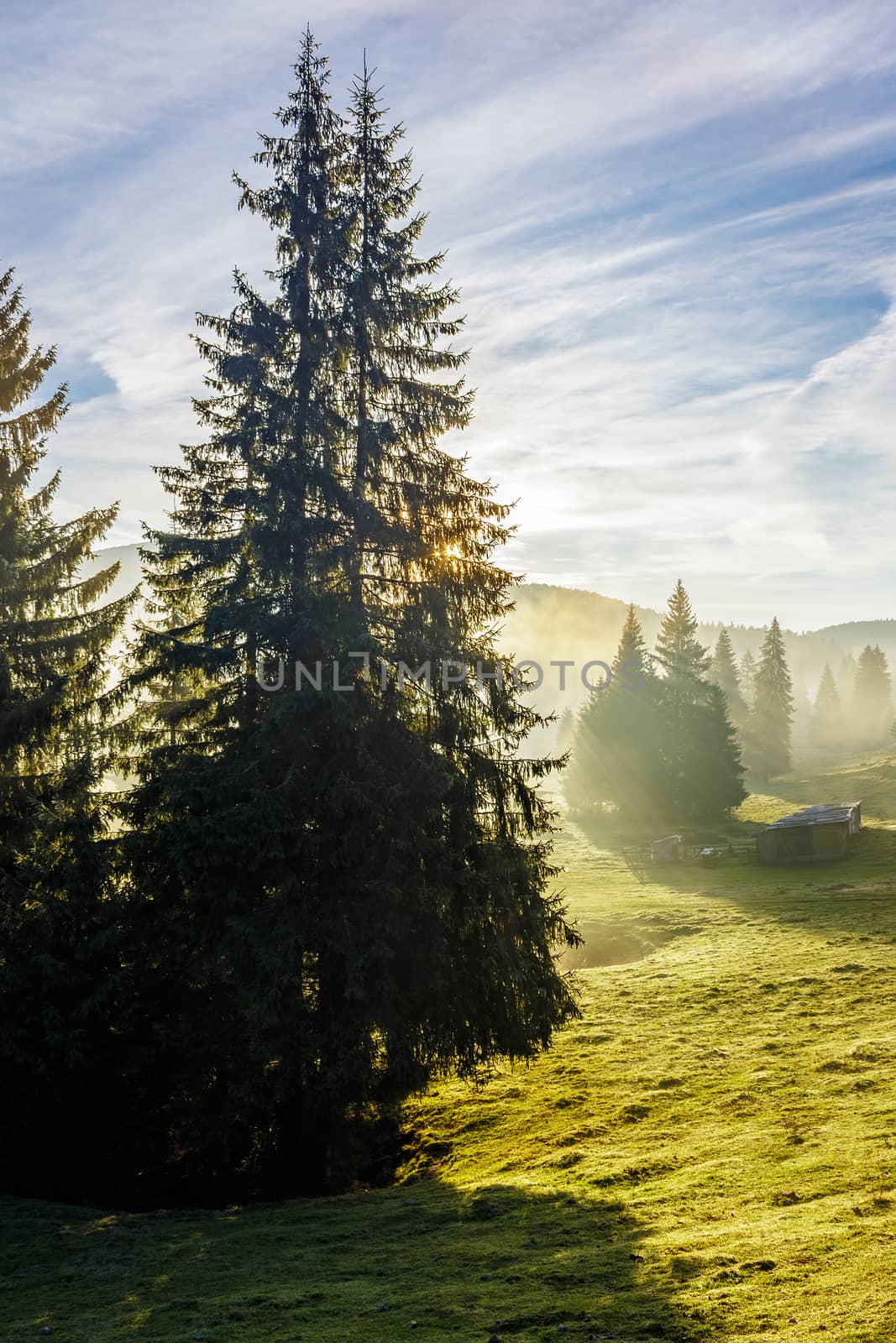 evergreen tree on a mountain slope by Pellinni