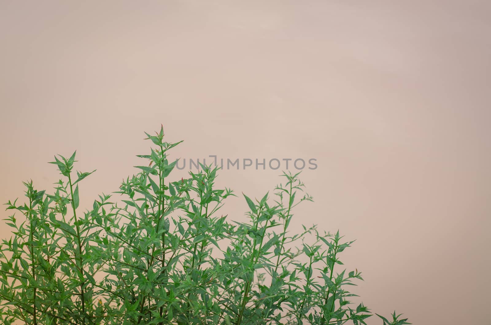 Green leaves are naturally beautiful