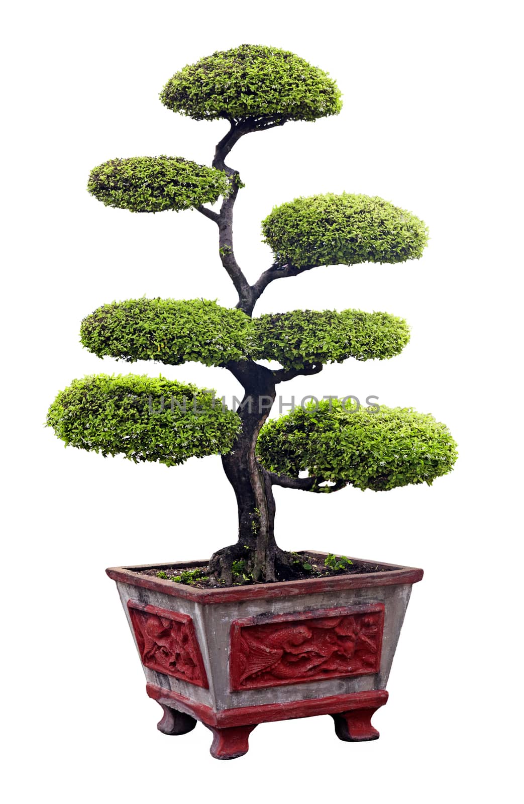 Chinese bonsai tree isolated over white background