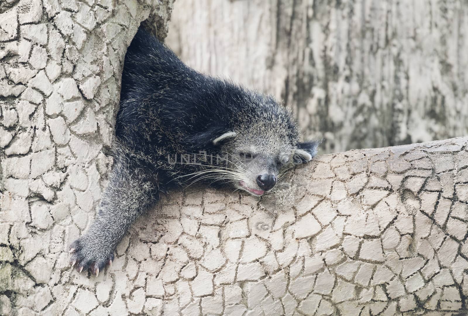 Binturong sleeping on a tree branch in a zoo