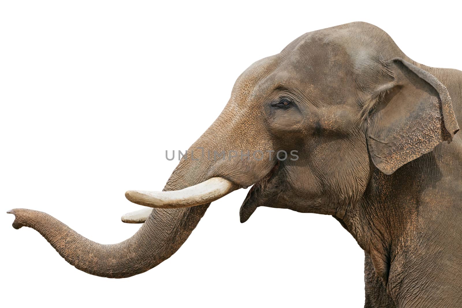 Head of an elephant, isolated over white background