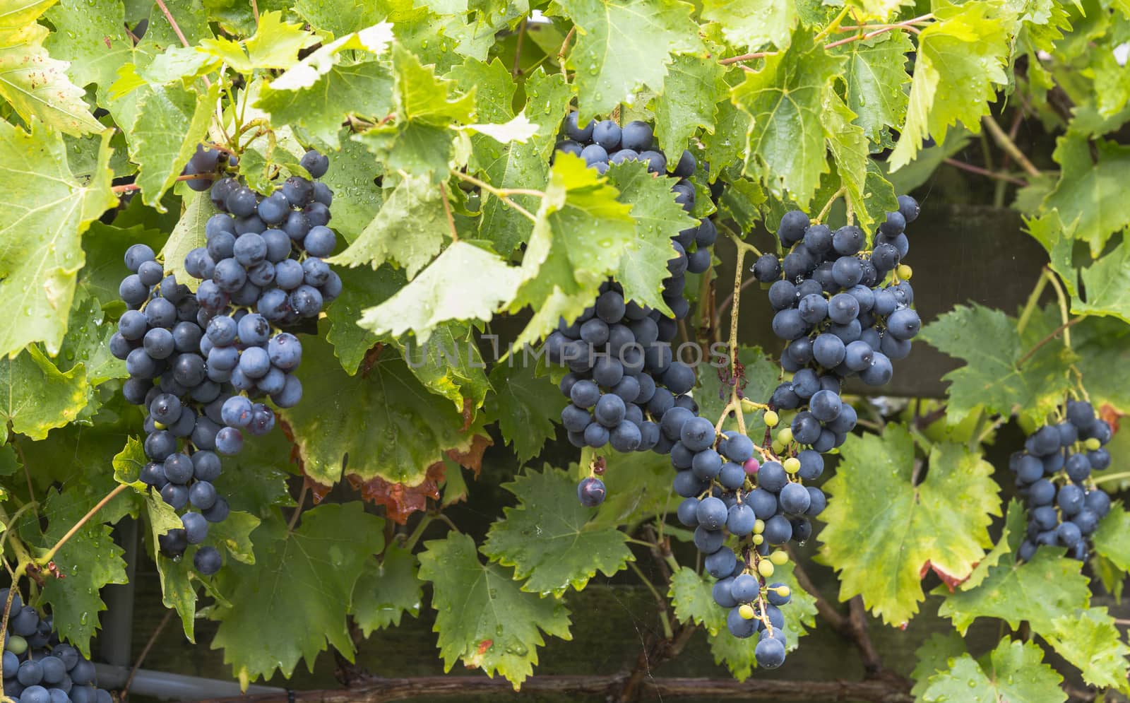 large bunches of blue grapes hang ready to be picked for grape juice or red wine