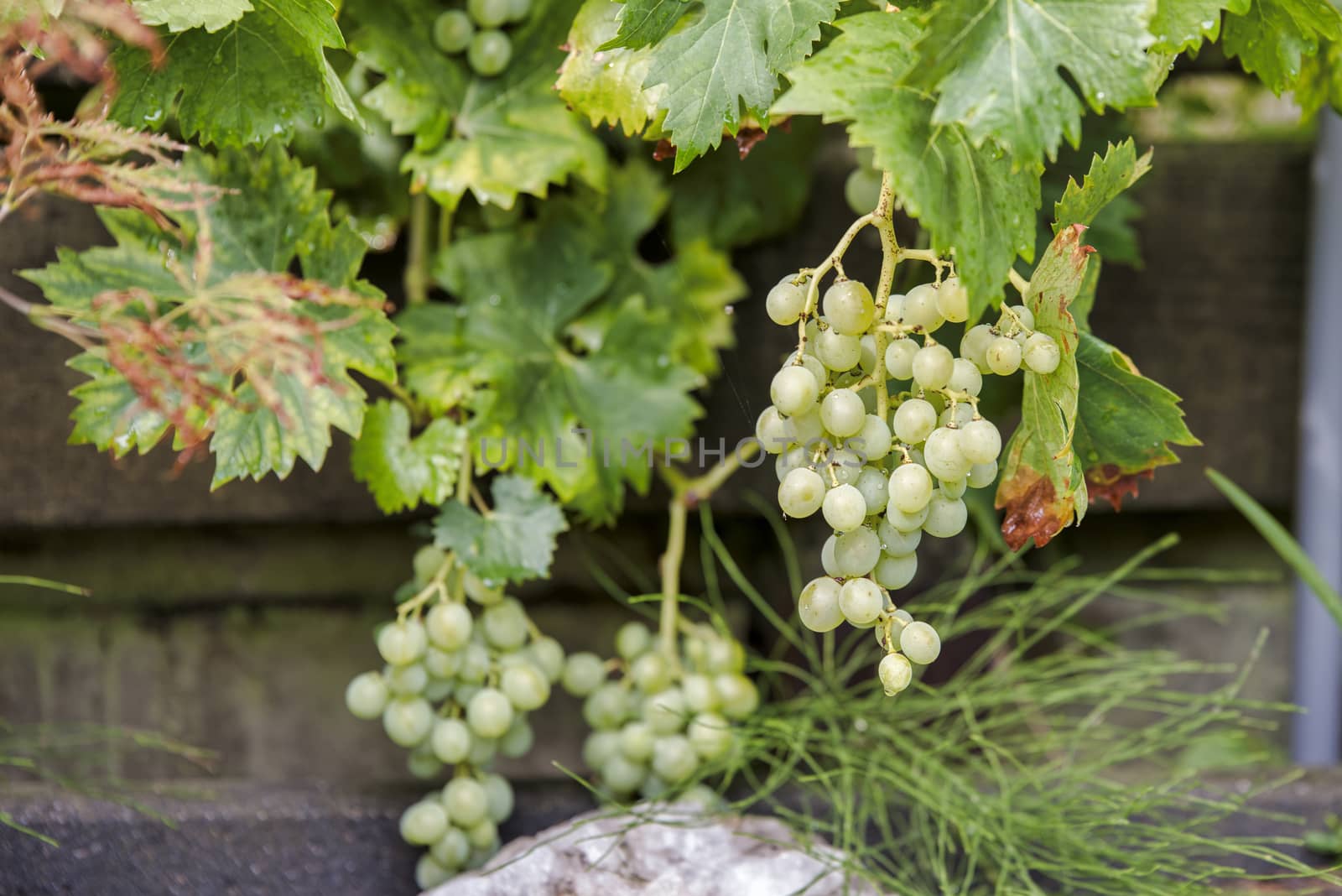 large bunches of white grapes hang ready to be picked for grape juice or red wine