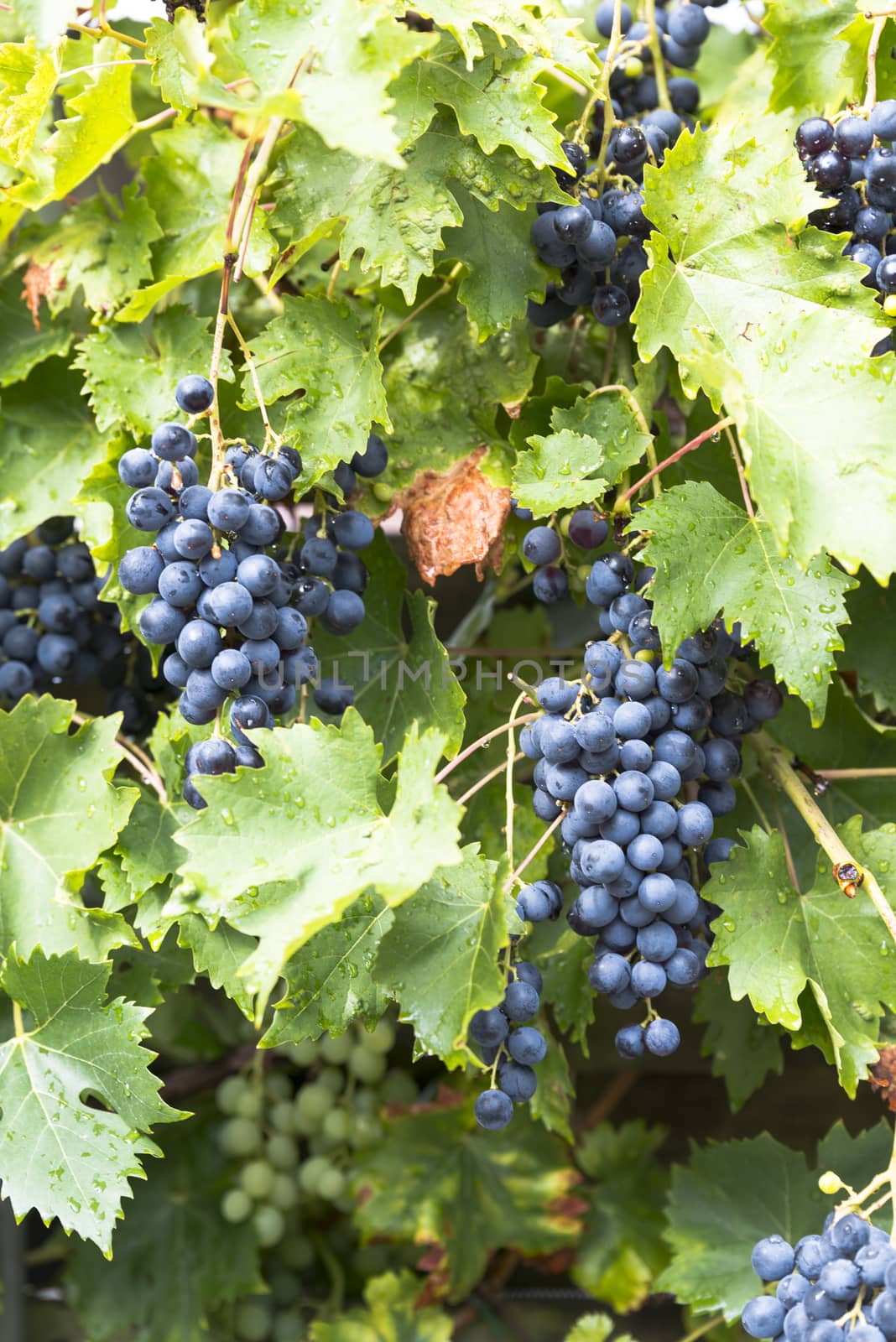large bunches of blue grapes hang ready to be picked for grape juice or red wine