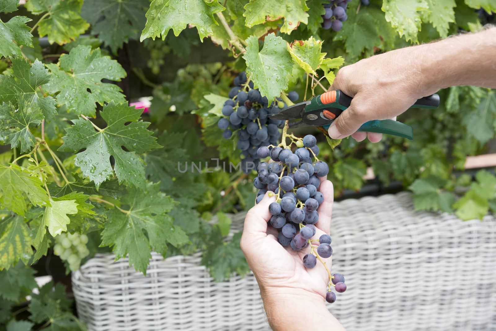 woman engaged in the harvesting and cutting of bunches of blue grapes for the purpose of making grape juice or red wine