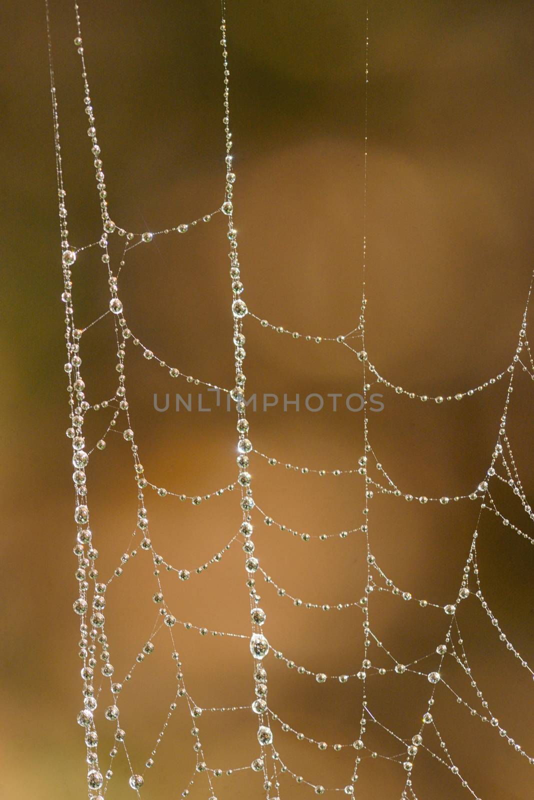 Macro Spider web with water drops