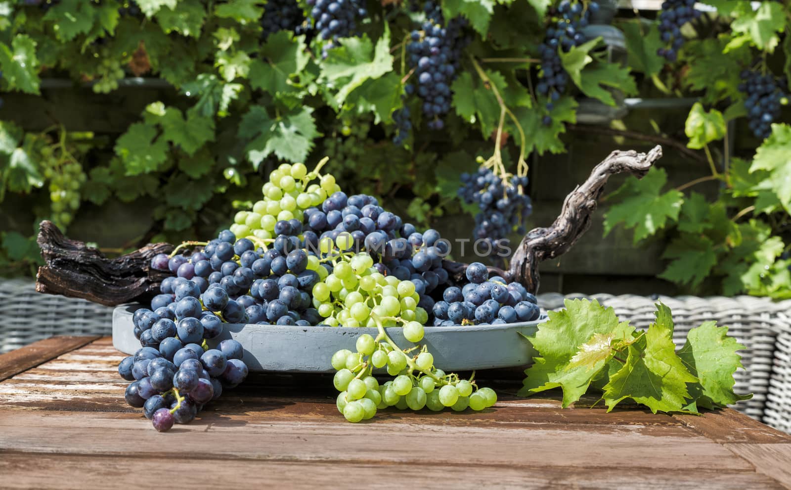 decoration of bunches blue and white grapes on a scale with grape branches and leaves and the grape plant as background