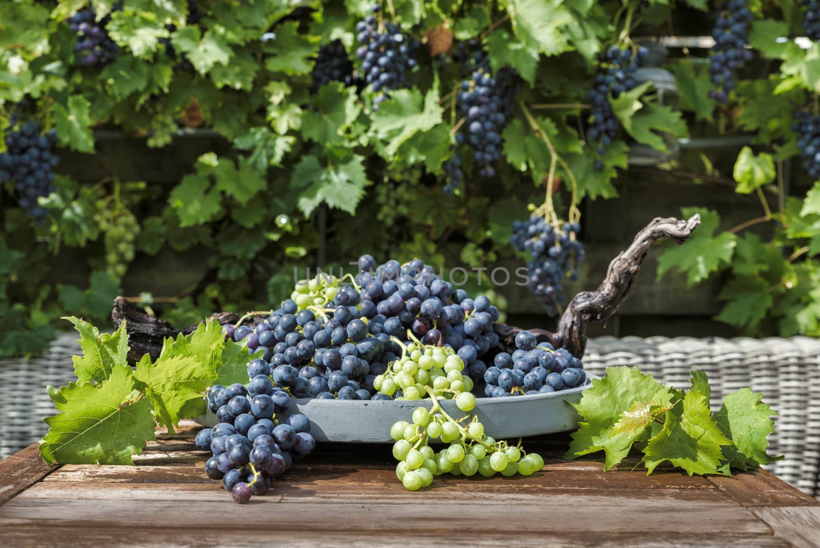 decoration of bunches blue and white grapes on a scale with grape branches and leaves and the grape plant as background