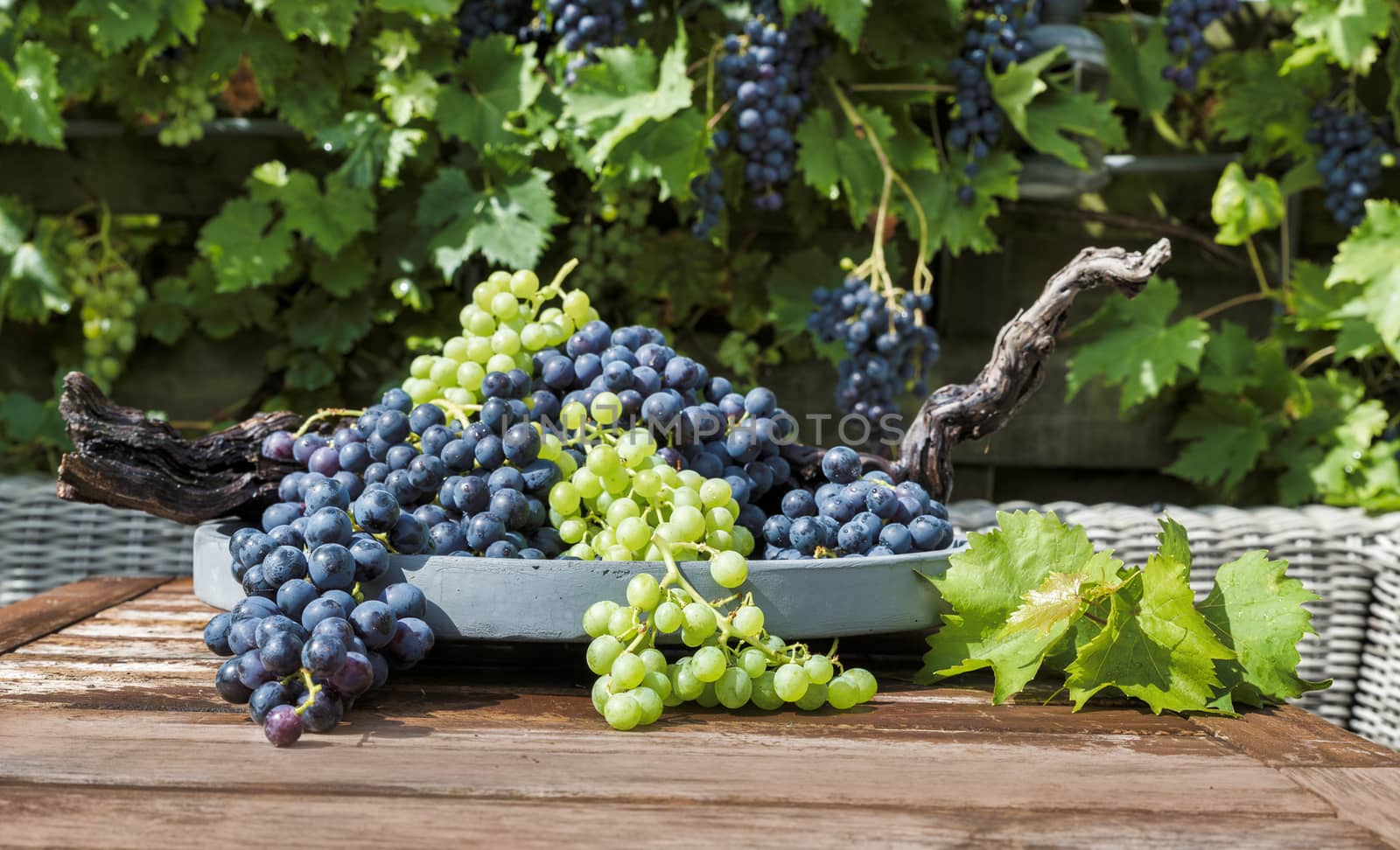 decoration of bunches blue and white grapes on a scale with grape branches and leaves and the grape plant as background