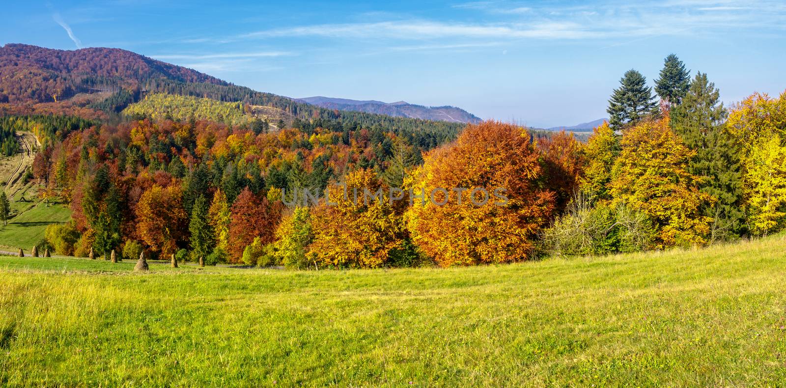 trees on autumn meadow in mountains by Pellinni