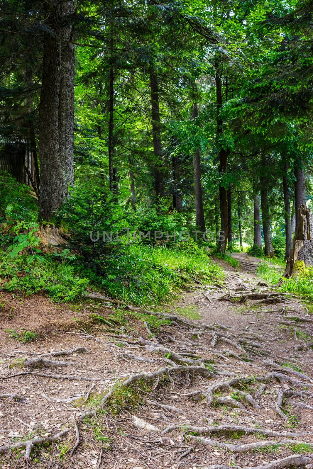narrow path in a coniferous forest by Pellinni