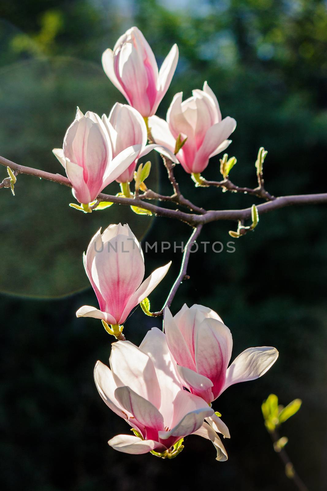 magnolia flowers close up on a blurred  background by Pellinni