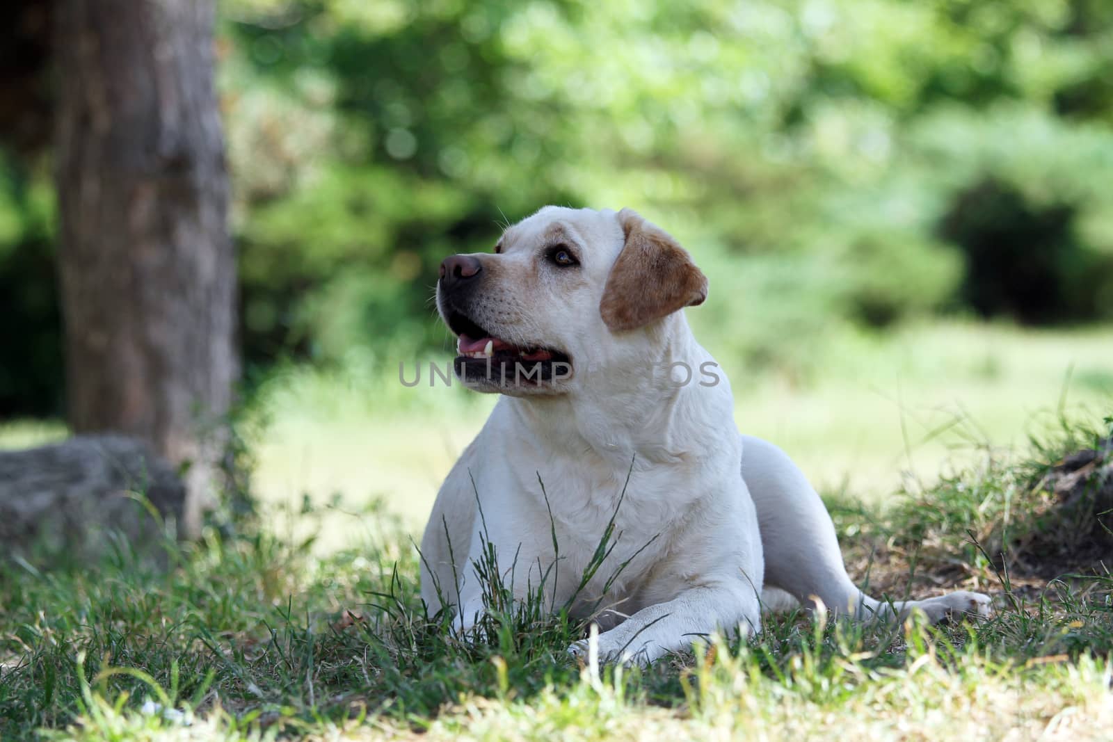 yellow sweet labrador sitting in the park
