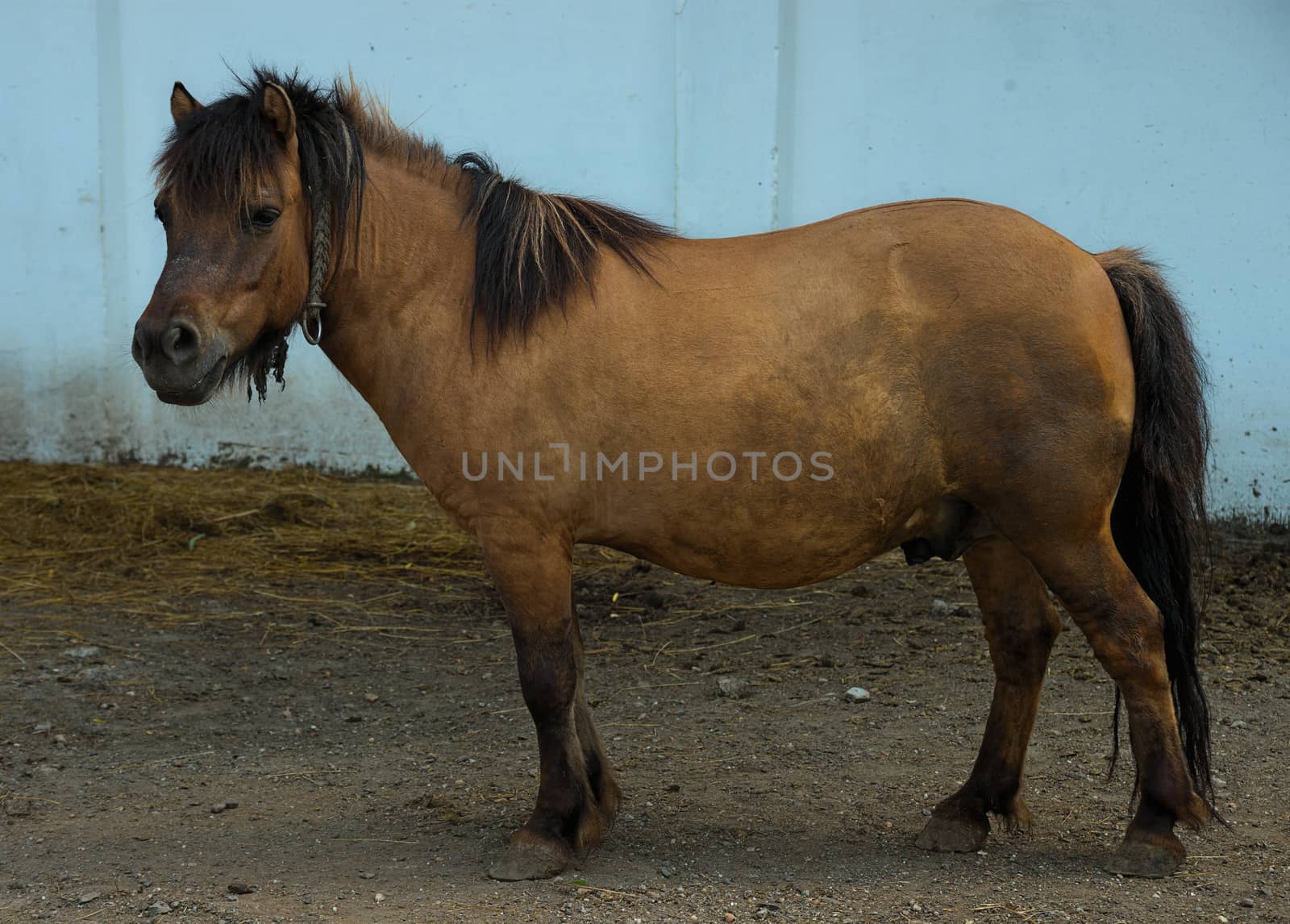 Brown pony standing outside stable, side view by sheriffkule