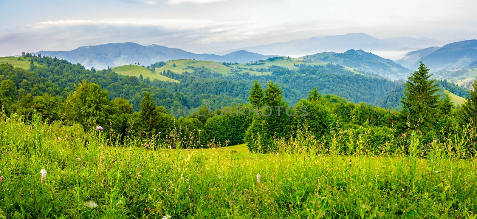 slope of mountain range with coniferous forest on a meadow