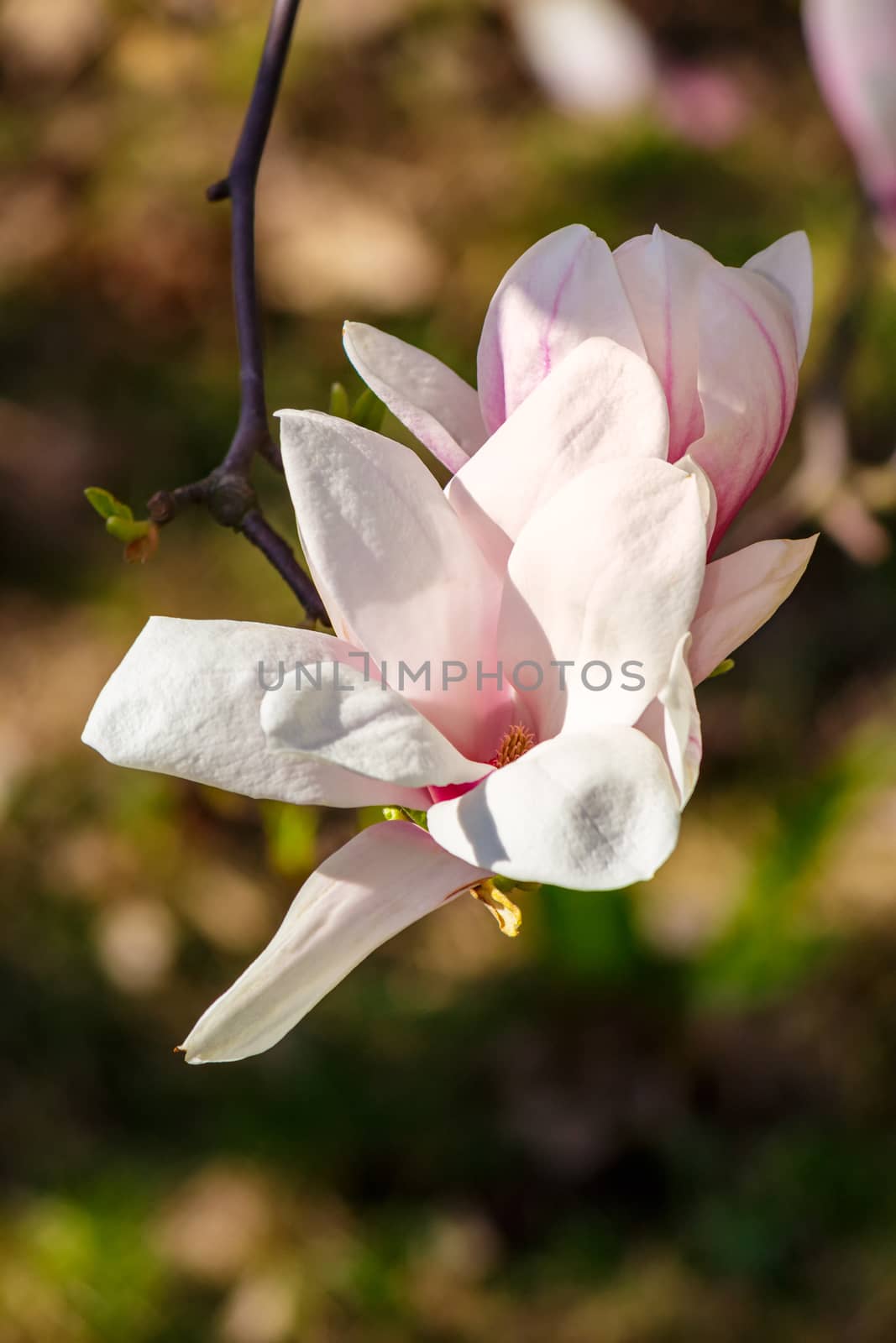 magnolia flowers close up with shallow depth of field on a blurry background
