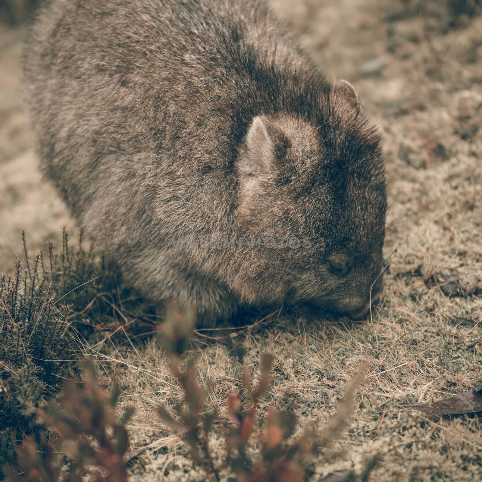 Adorable large wombat during the day looking for grass to eat by artistrobd