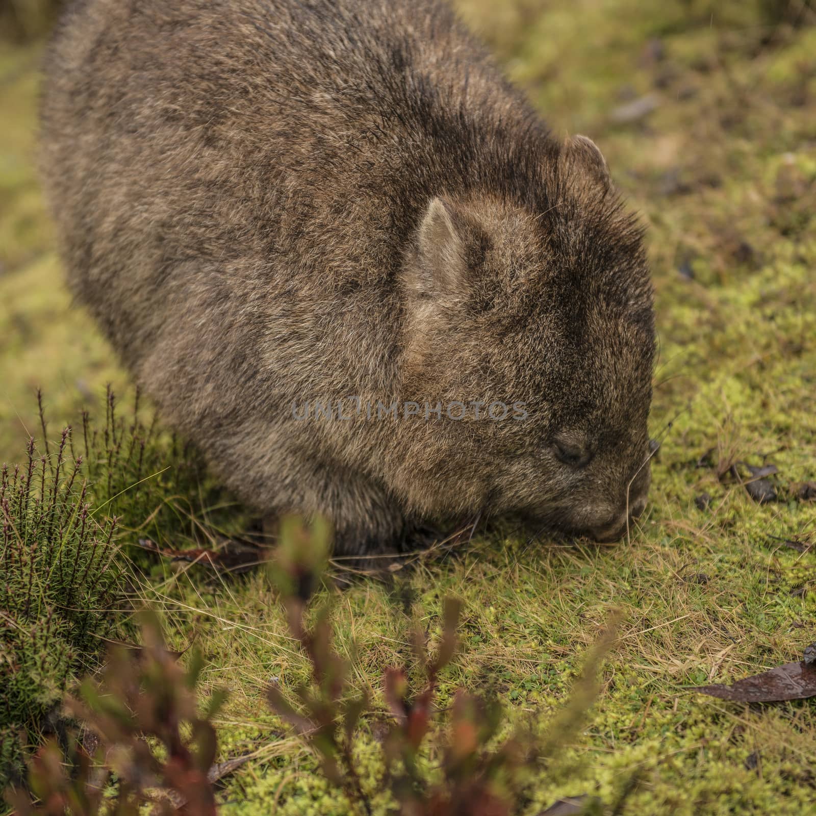 Large adorable wombat during the day looking for grass to eat in Cradle Mountain, Tasmania