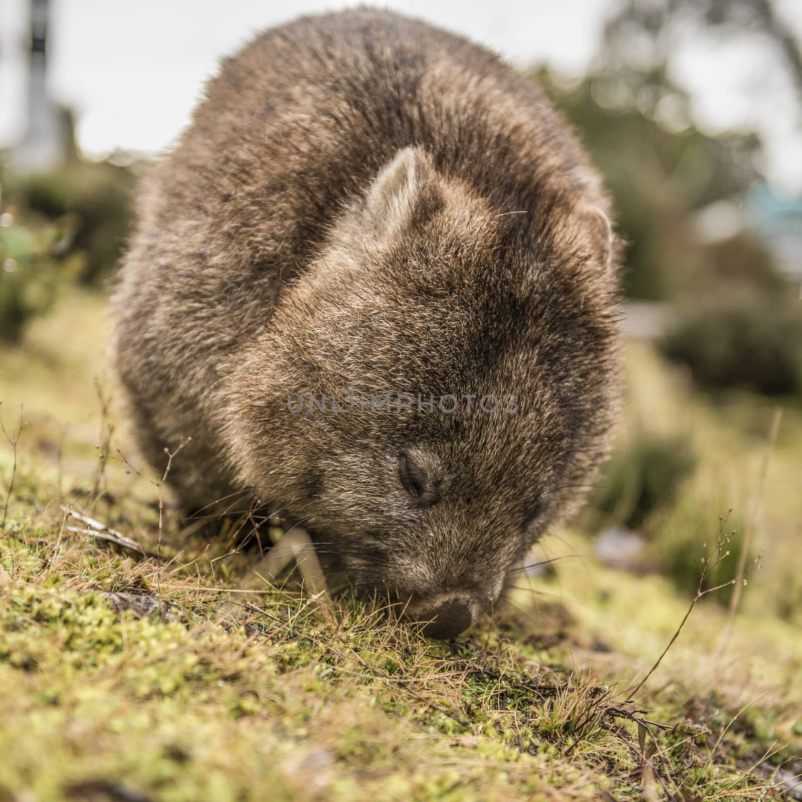 Large adorable wombat during the day looking for grass to eat in Cradle Mountain, Tasmania