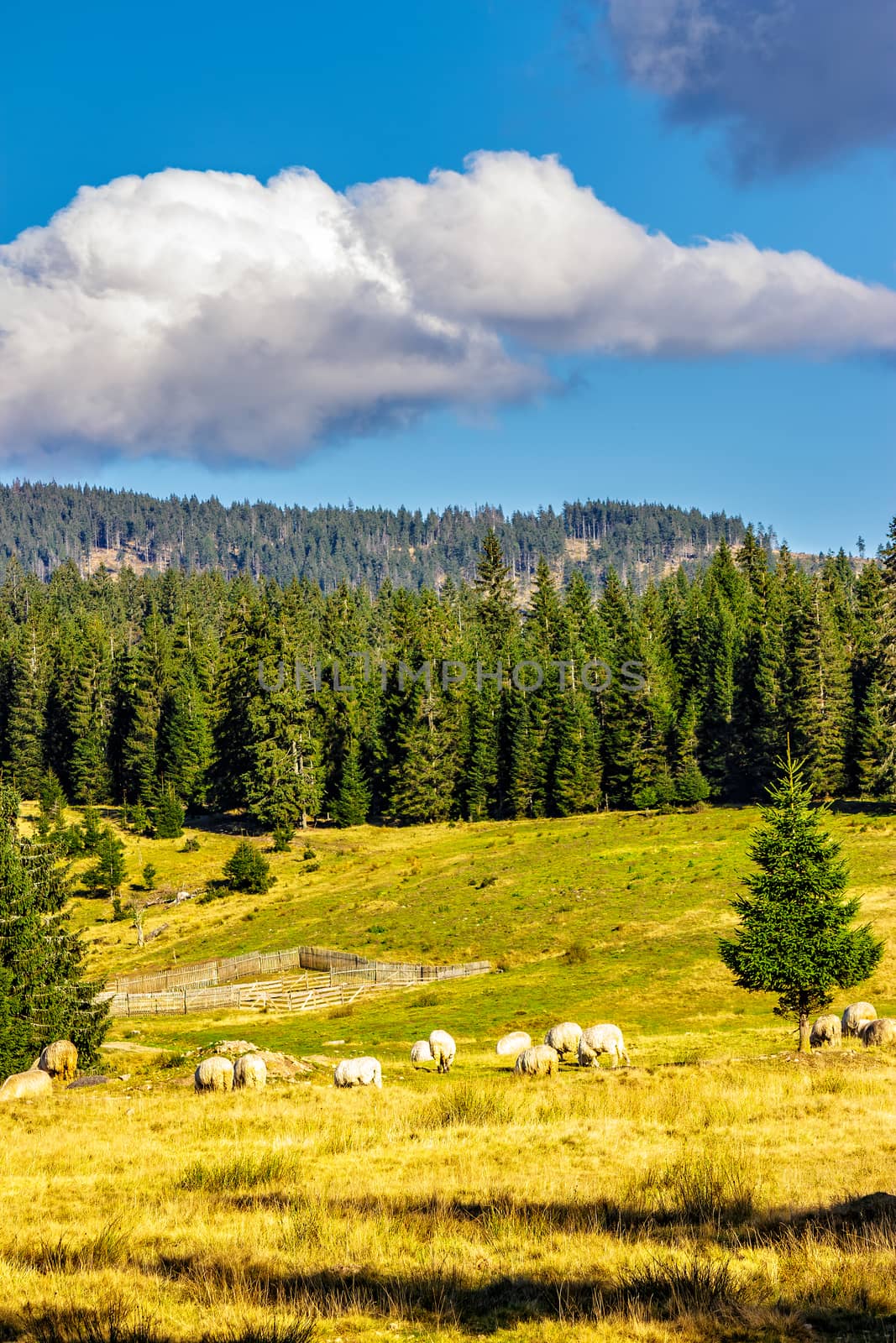 flock of sheep on the meadow near  forest by Pellinni