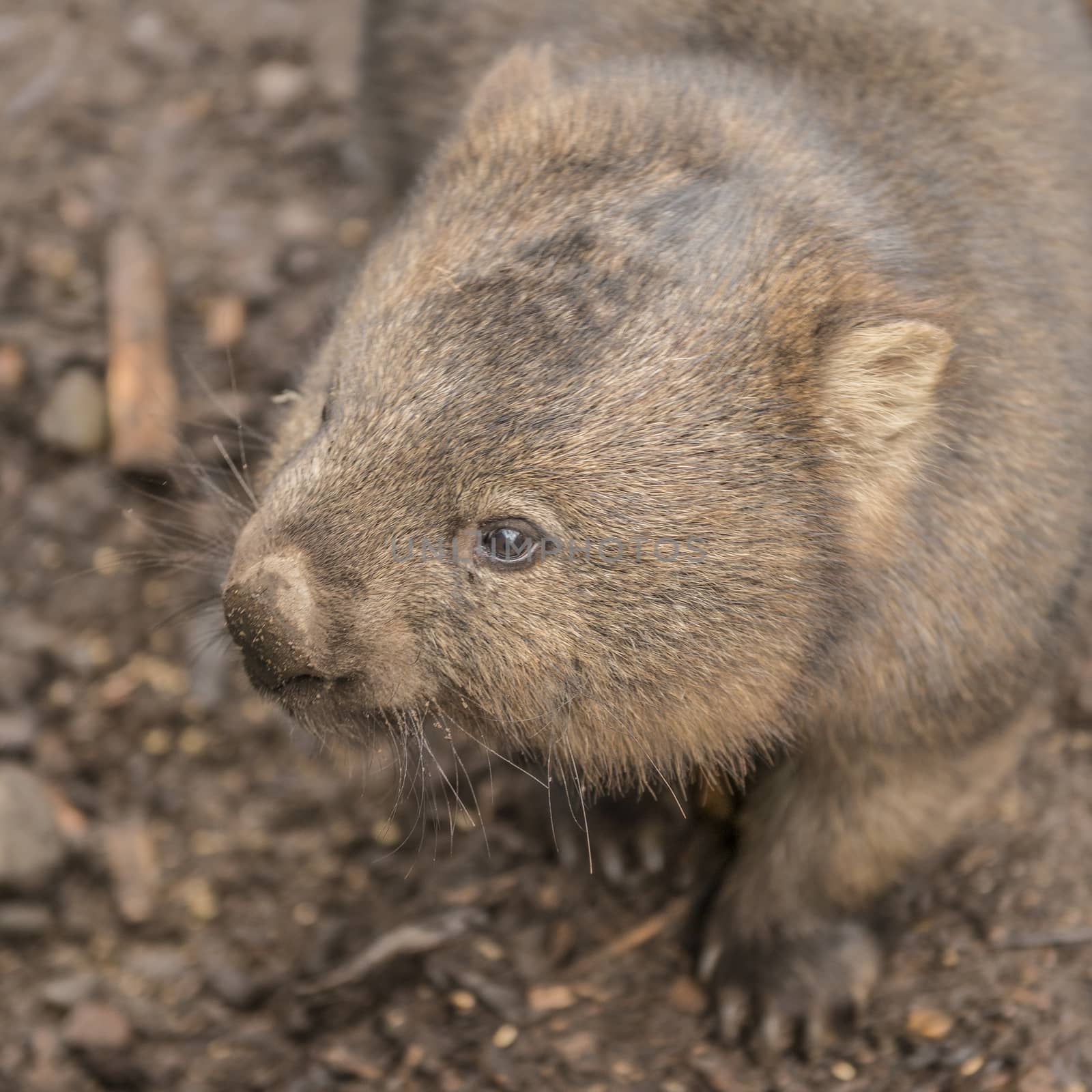 Adorable large wombat during the day looking for grass to eat by artistrobd
