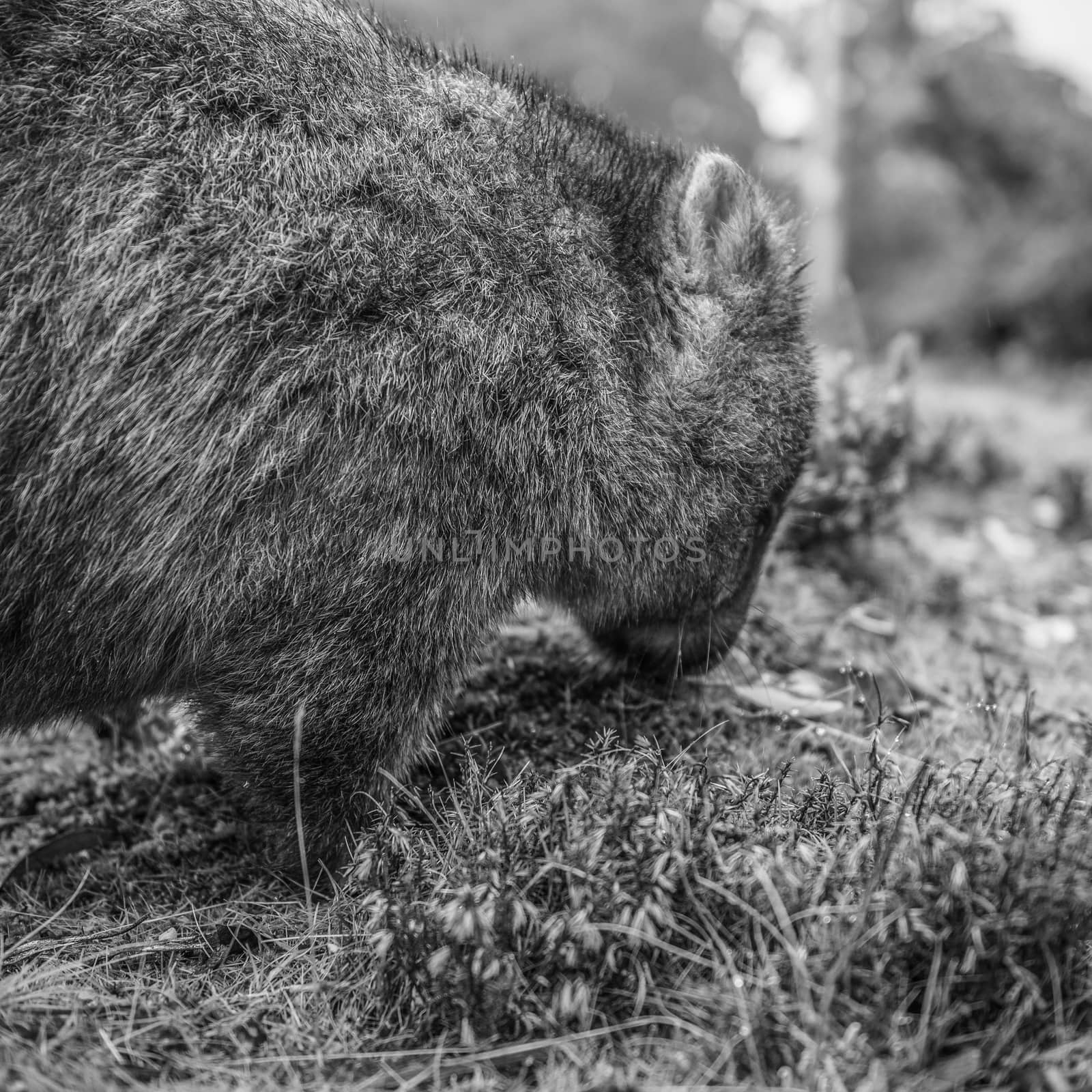 Adorable large wombat during the day looking for grass to eat by artistrobd