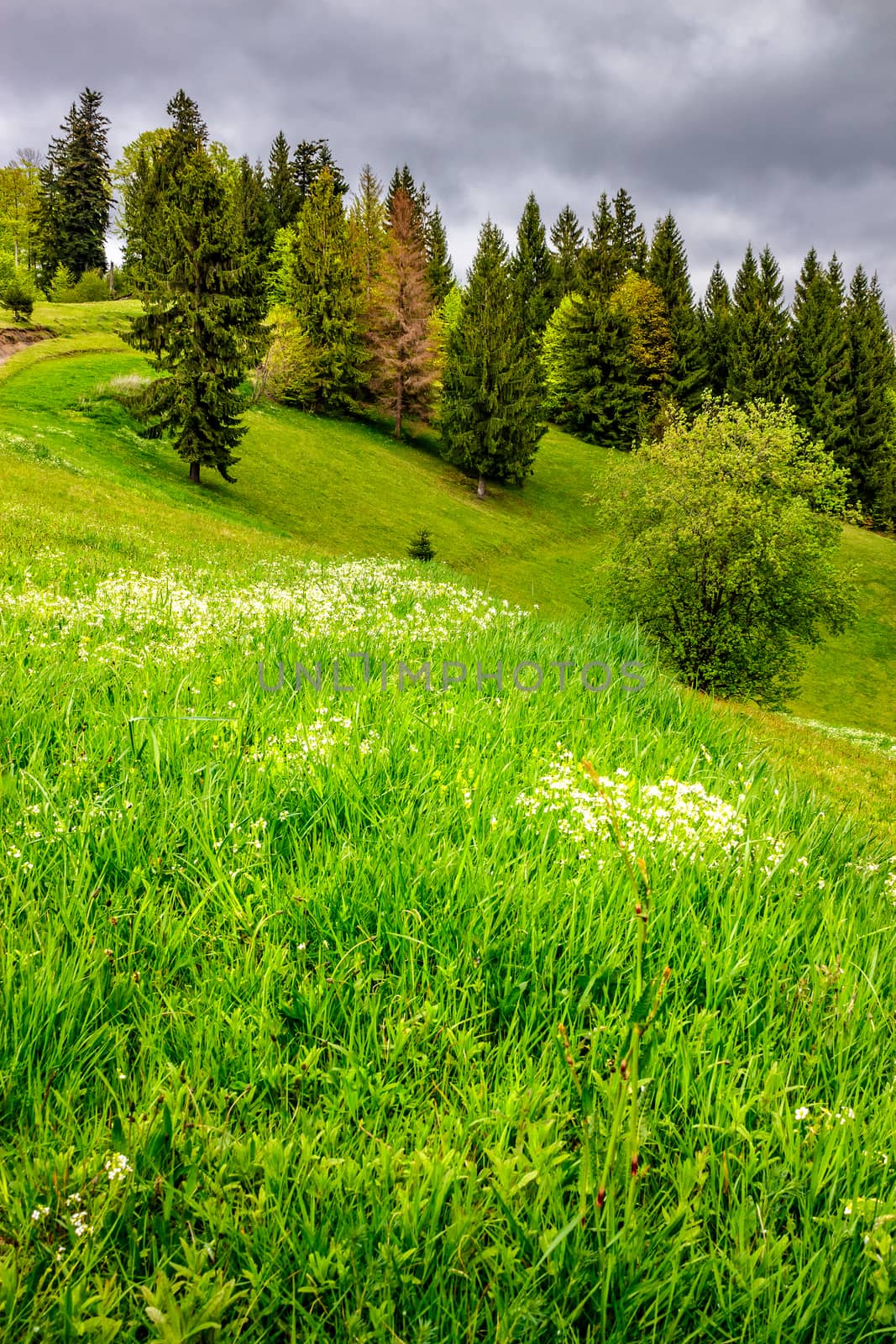 forest on hillside meadow in mountain by Pellinni