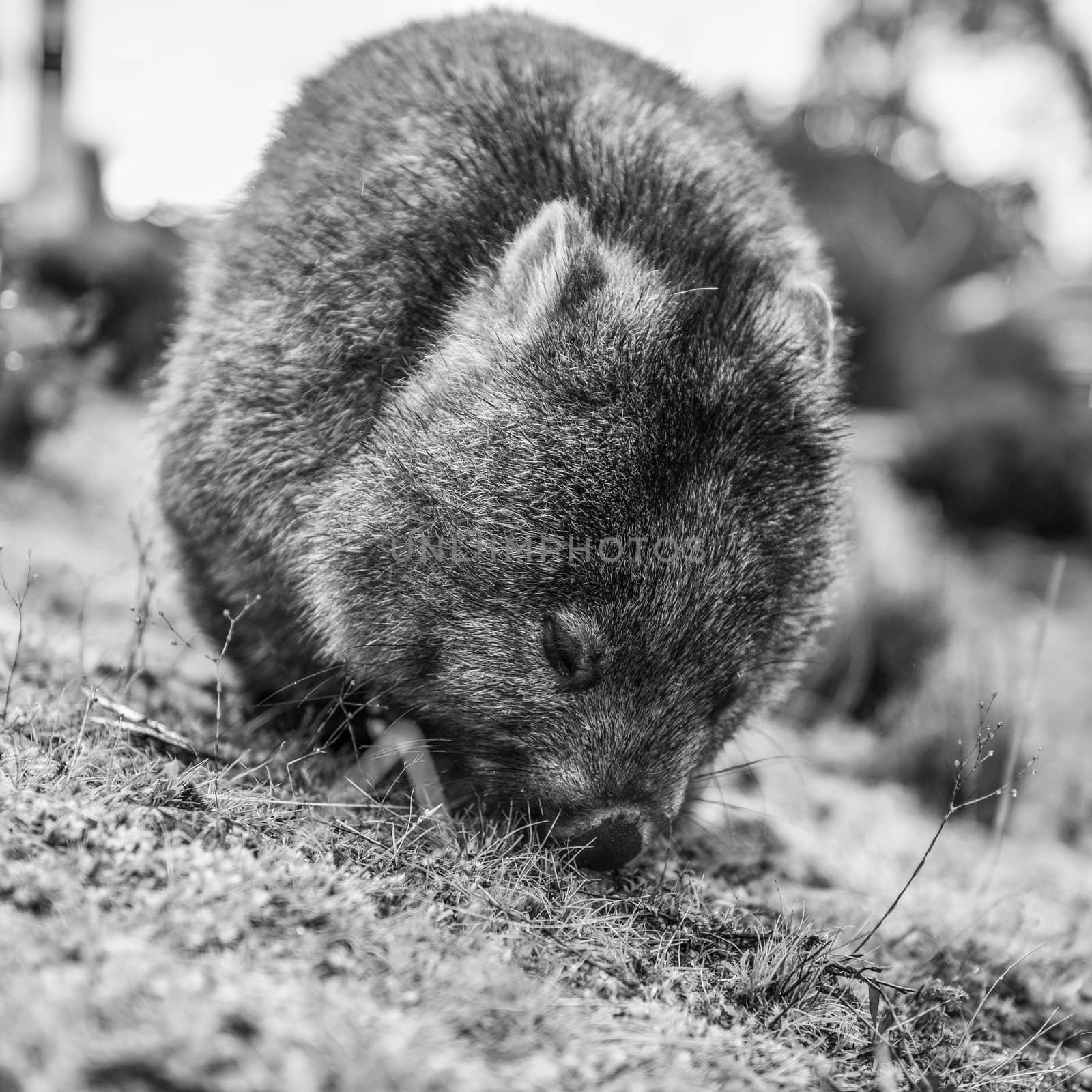 Adorable large wombat during the day looking for grass to eat by artistrobd