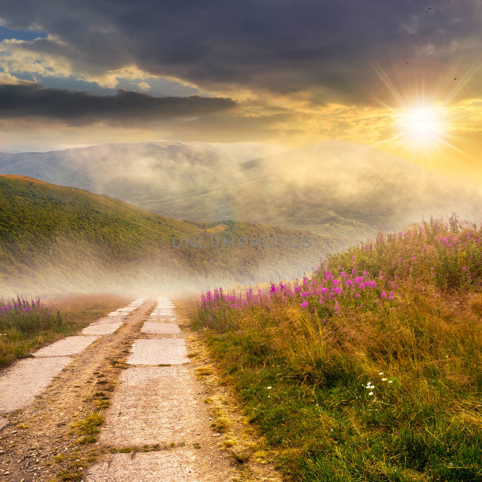 wild flowers on the hillside at sunset by Pellinni