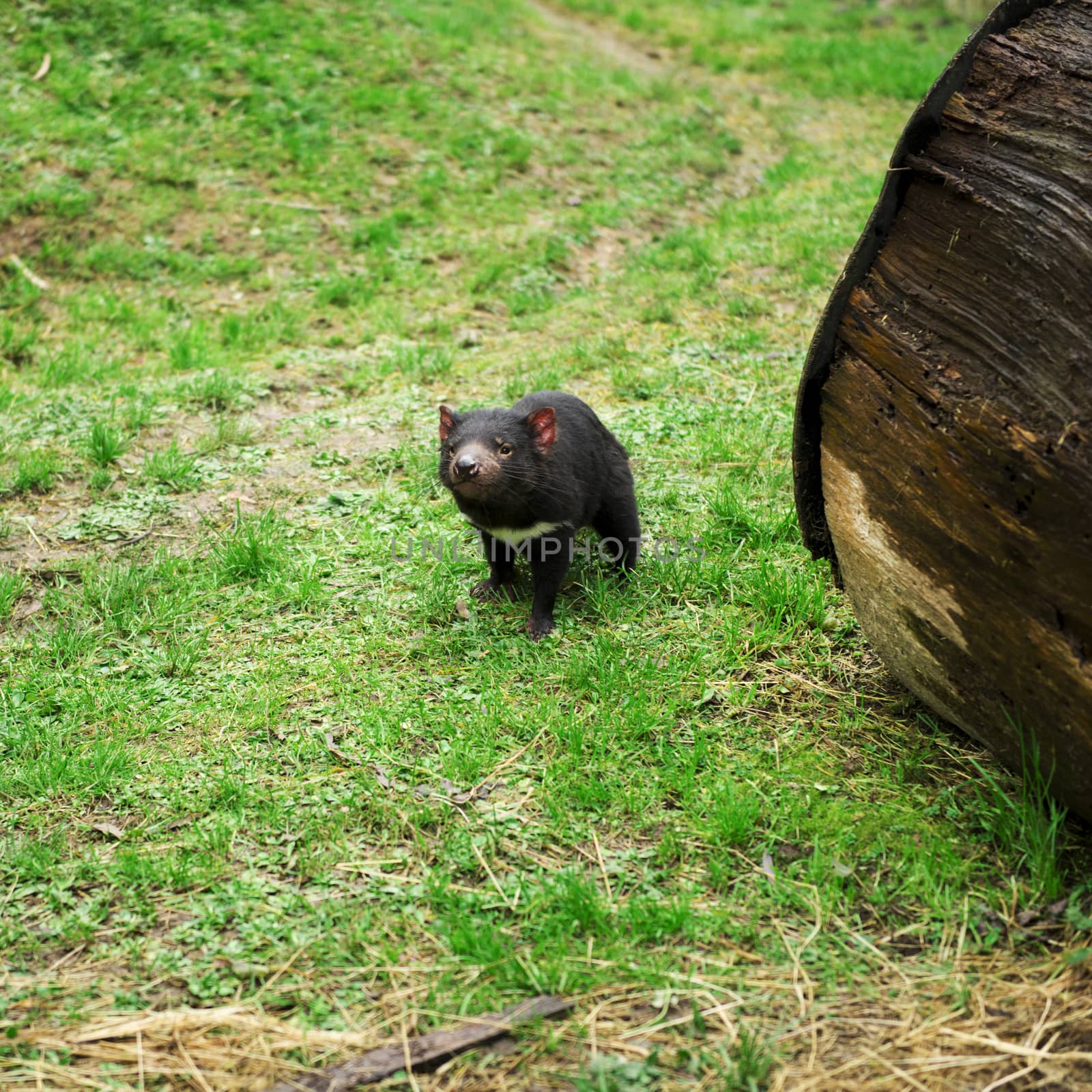 Tasmanian Devil during the day found in Hobart, Tasmania.