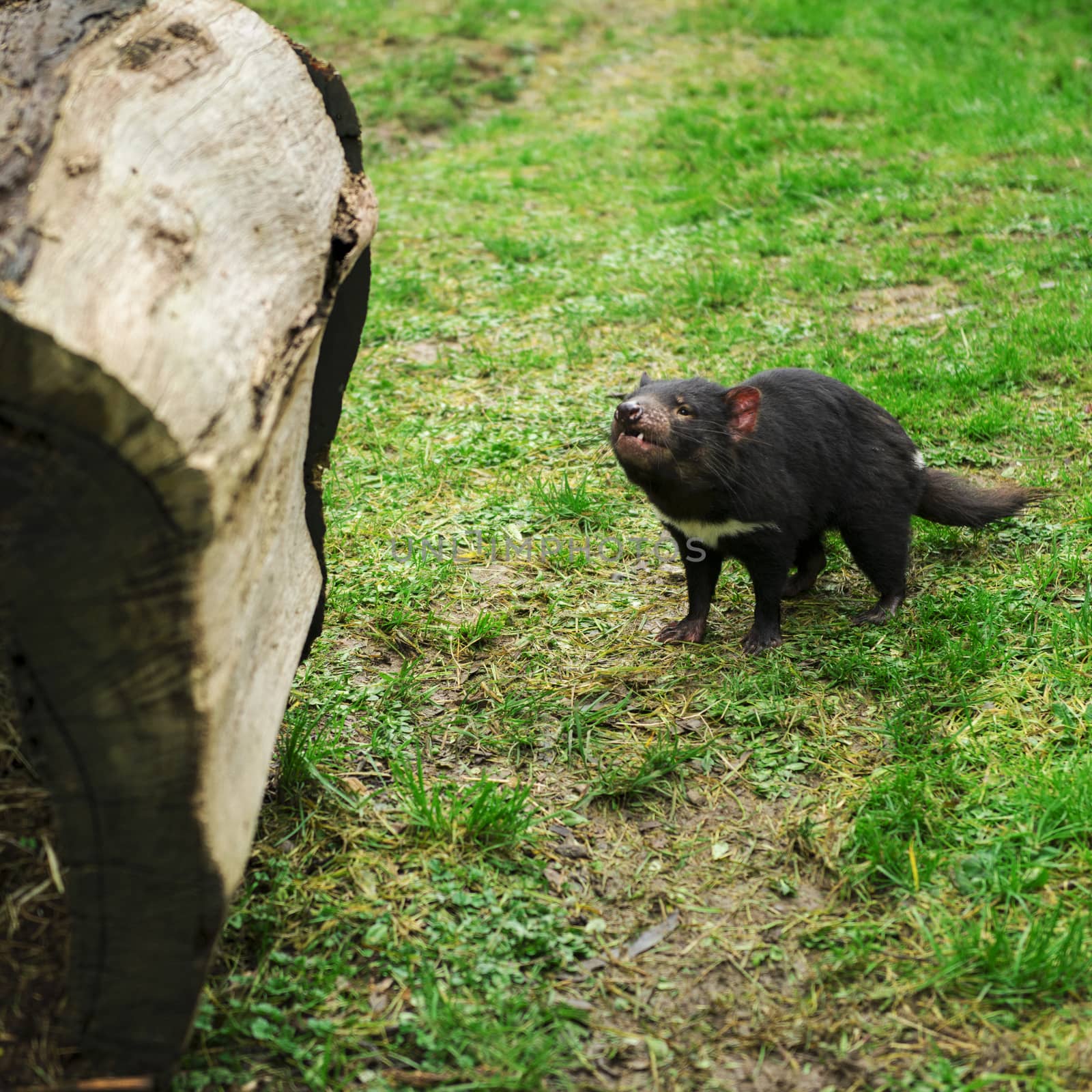 Tasmanian Devil found during the day in Tasmania. by artistrobd