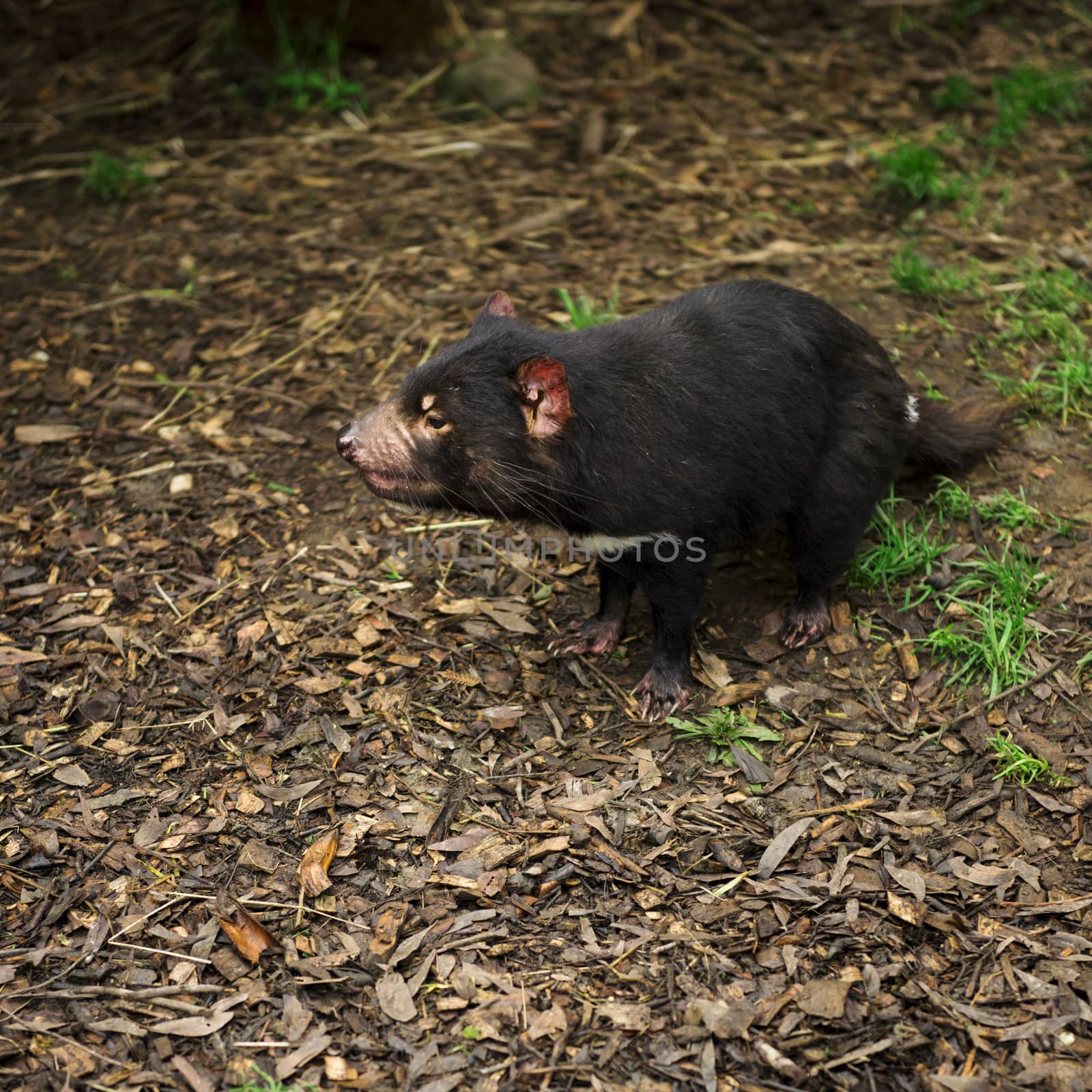 Tasmanian Devil during the day found in Hobart, Tasmania.