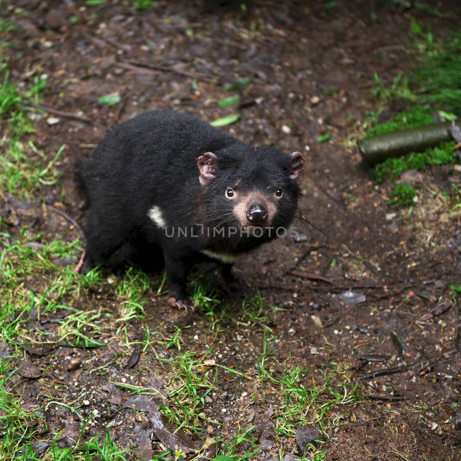 Tasmanian Devil during the day found in Hobart, Tasmania.