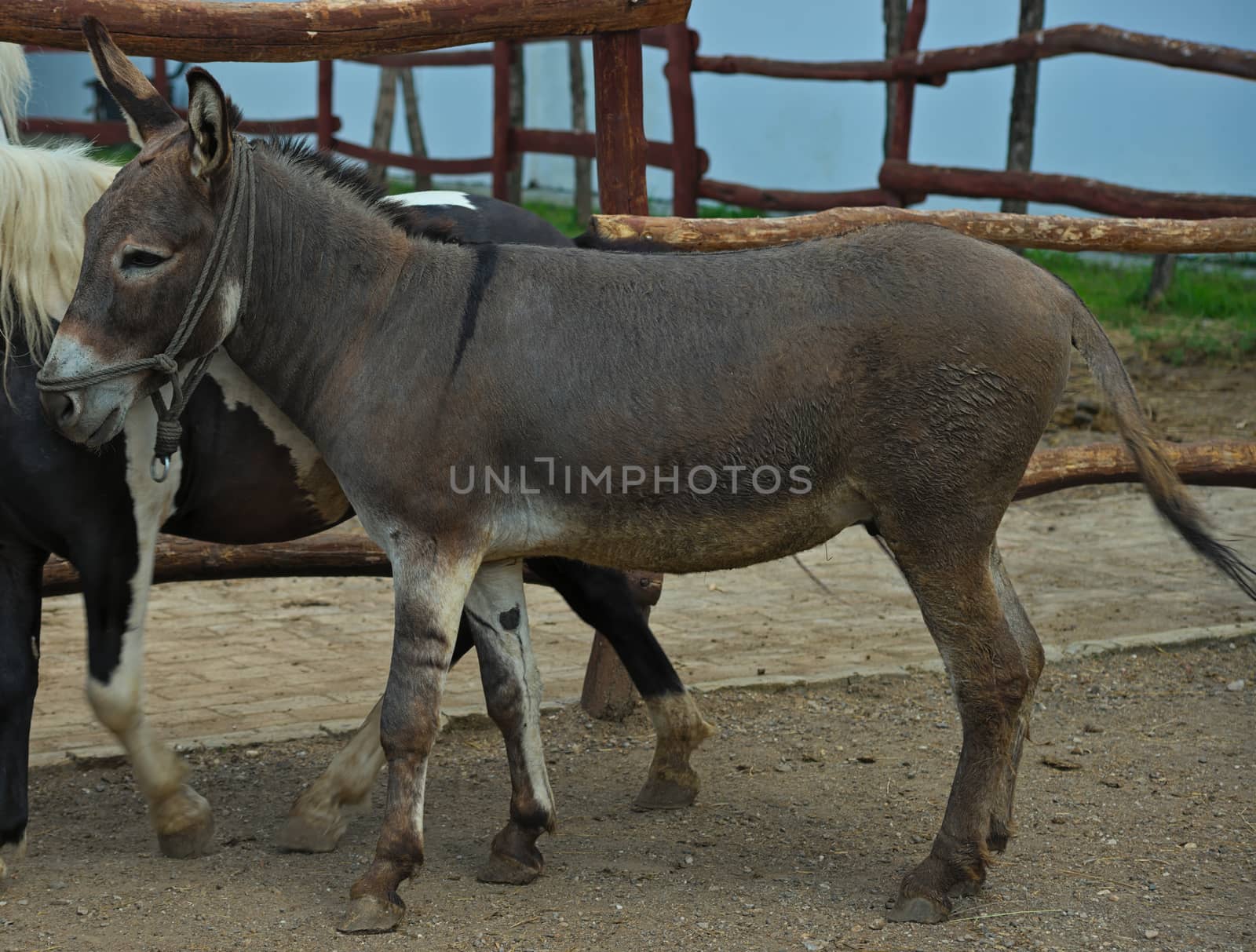 Donkey standing next to pony outside stable by sheriffkule