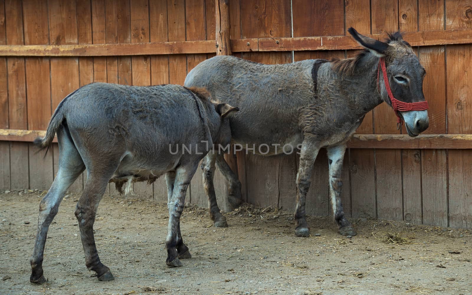 Young donkey sucking milk from his mom by sheriffkule