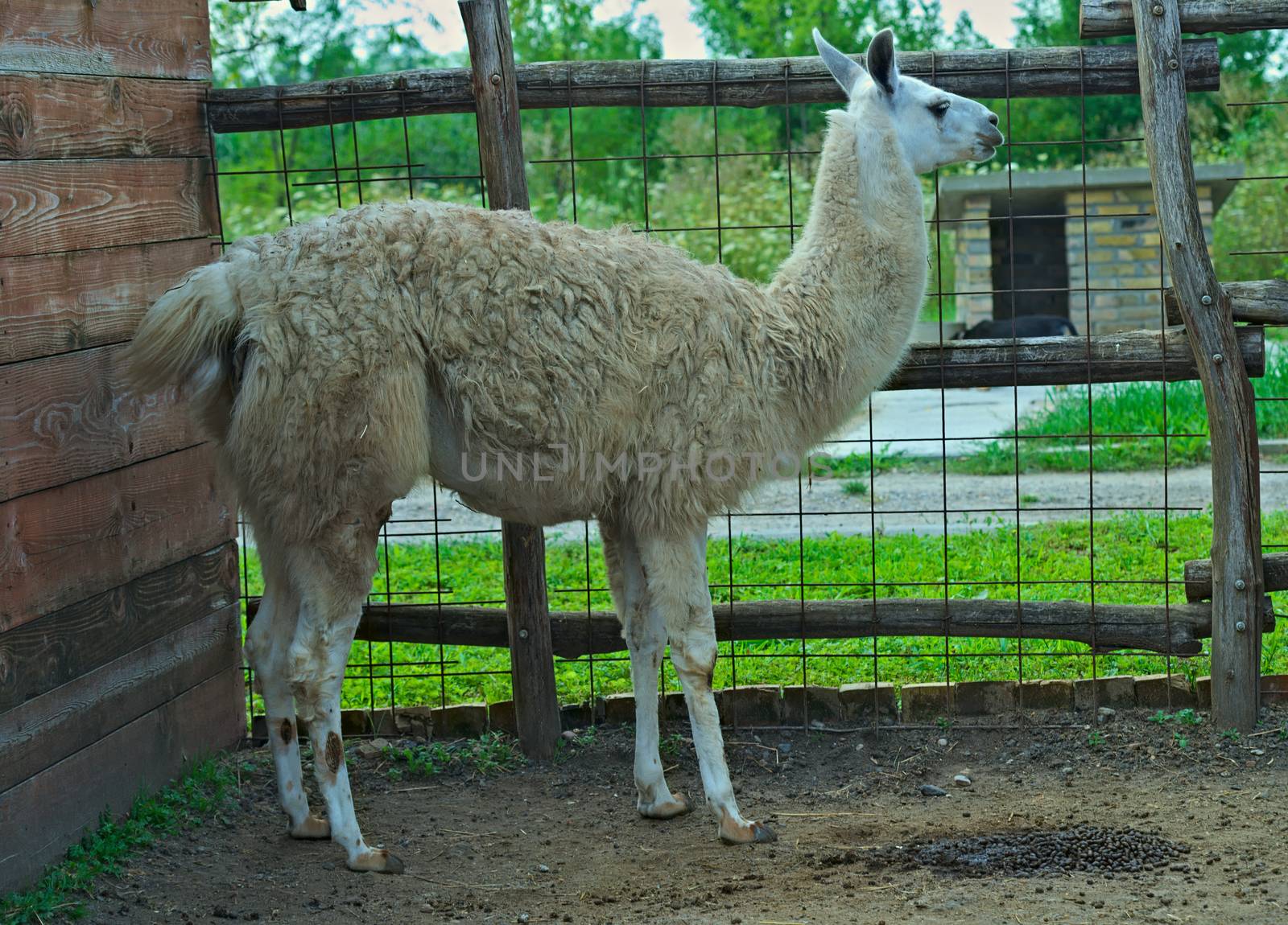 Llama standing in fenced box in zoo