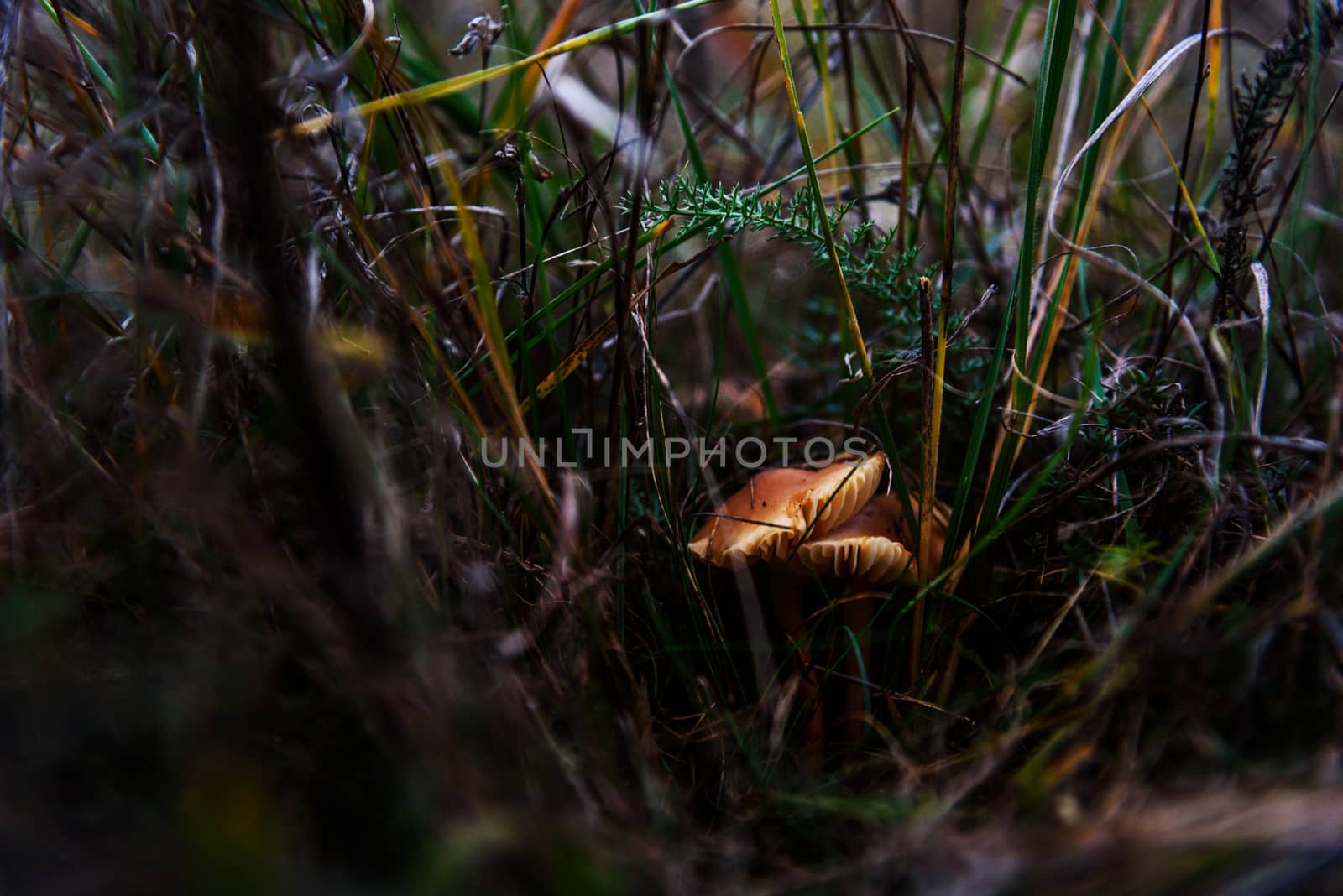 Two little Yellow Mushrooms In The Grass by WolfWilhelm