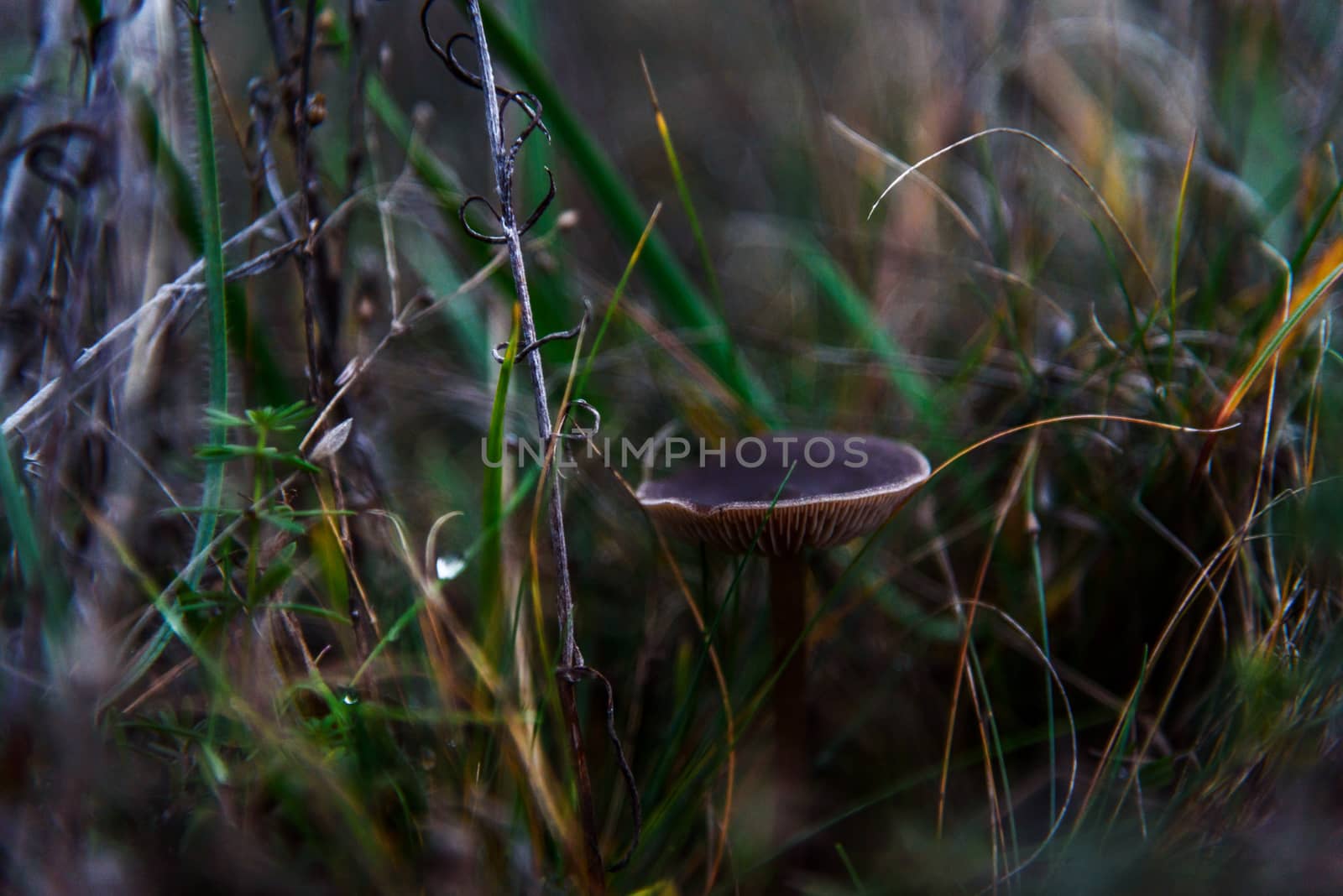 Mushroom grey little in the grass closeup