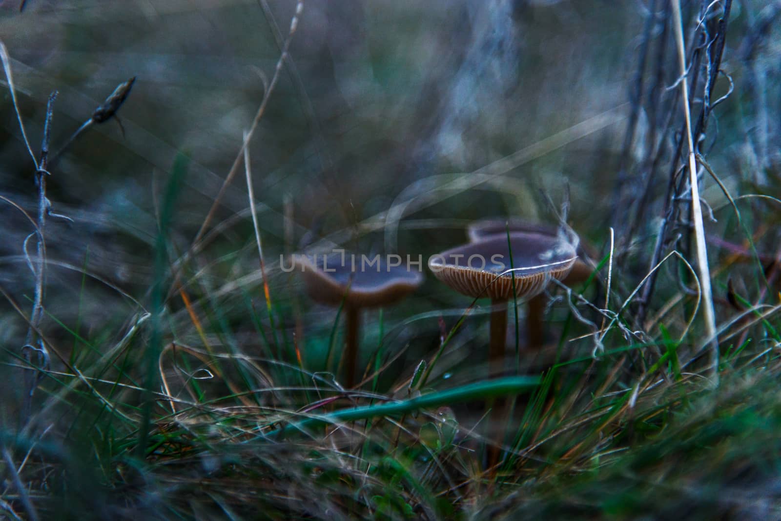 Mushrooms Grey Little In The Grass Closeup by WolfWilhelm