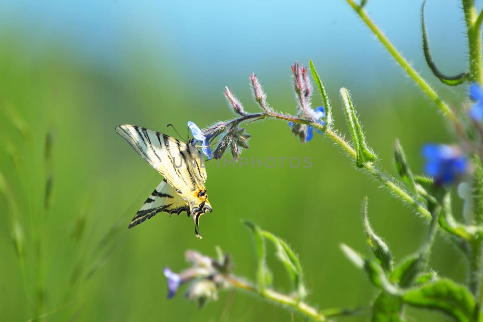 Butterfly Papilio Machaon sitting on summer flower