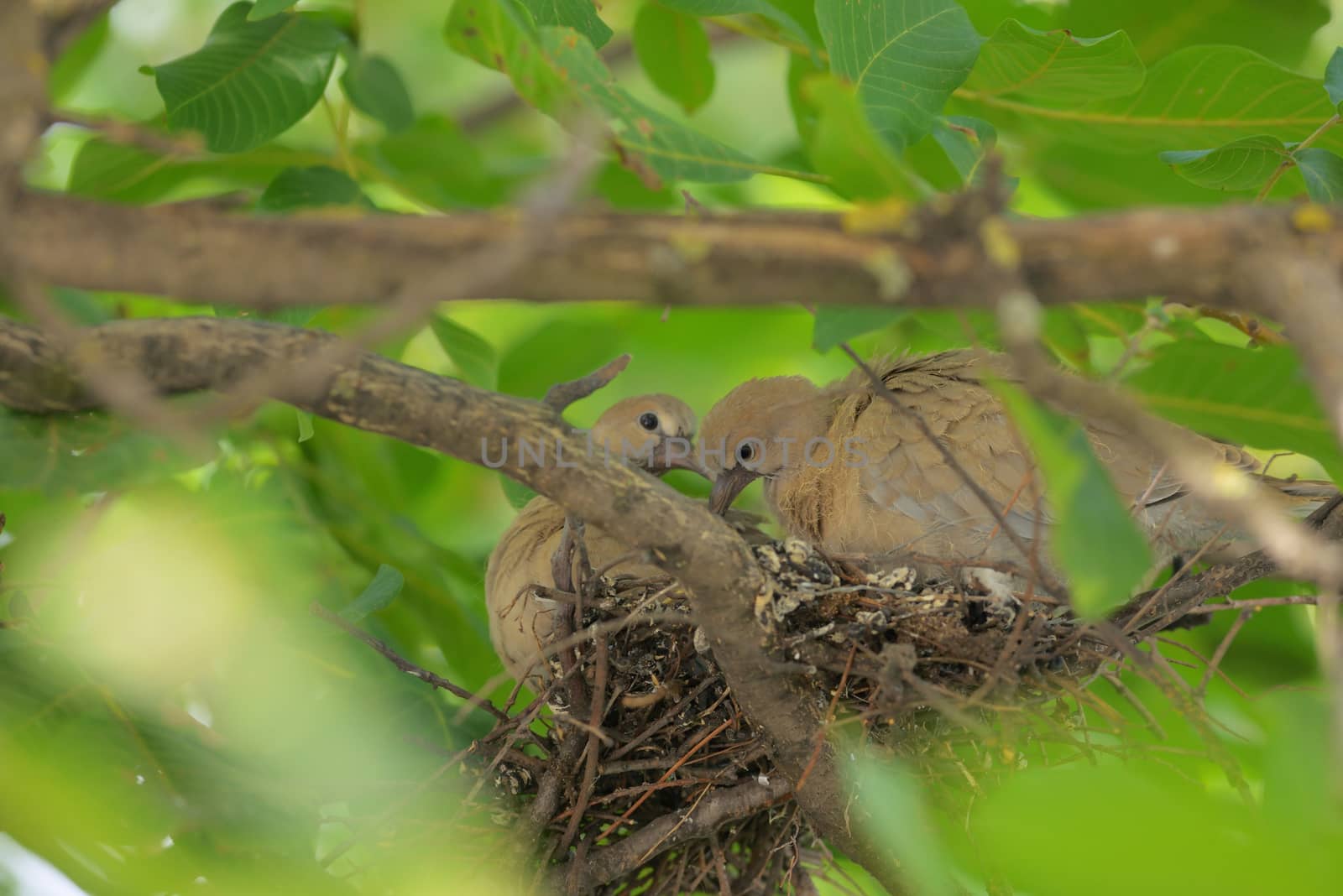 Young dove Streptopelia decaocto by mady70