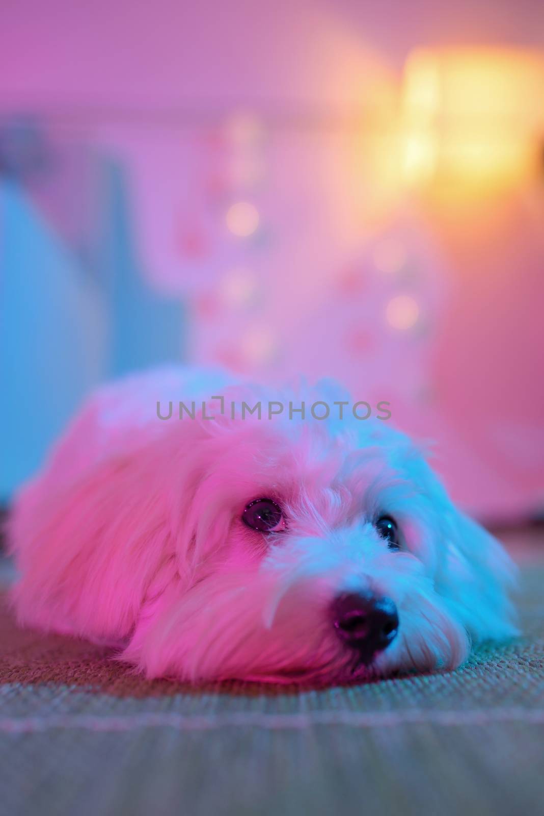 White puppy maltese dog sitting by mady70