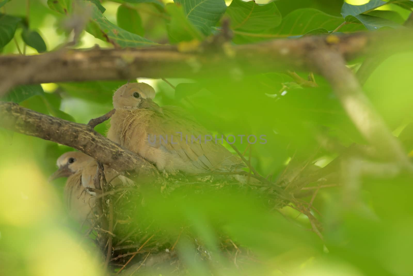 Young dove Streptopelia decaocto by mady70
