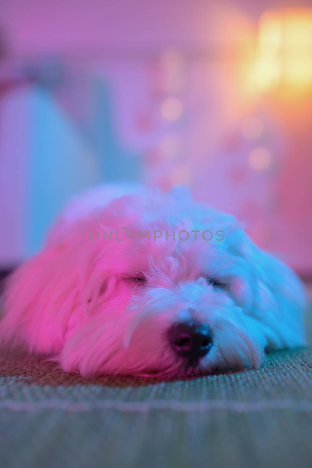 White puppy maltese dog sleeping  by mady70
