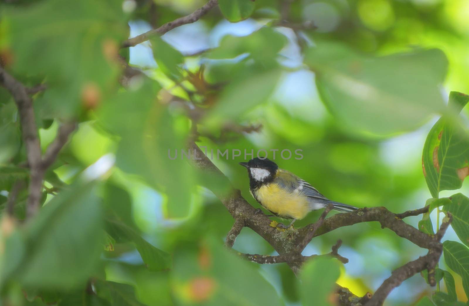 Parus caeruleus bird on tree brunch