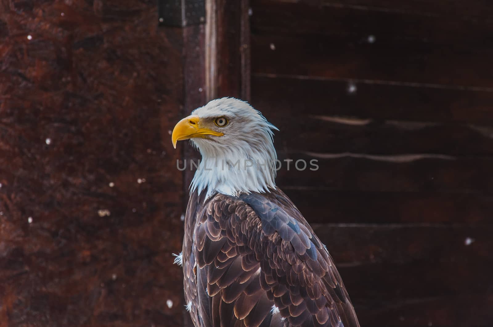 Portrait of a bald eagle emblem of the united states of america